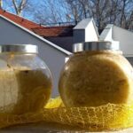 Homemade zuurkool