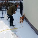 Pier met hond Züt in de sneeuw