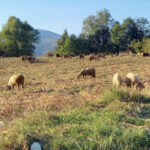 Een schaapherder in Servië